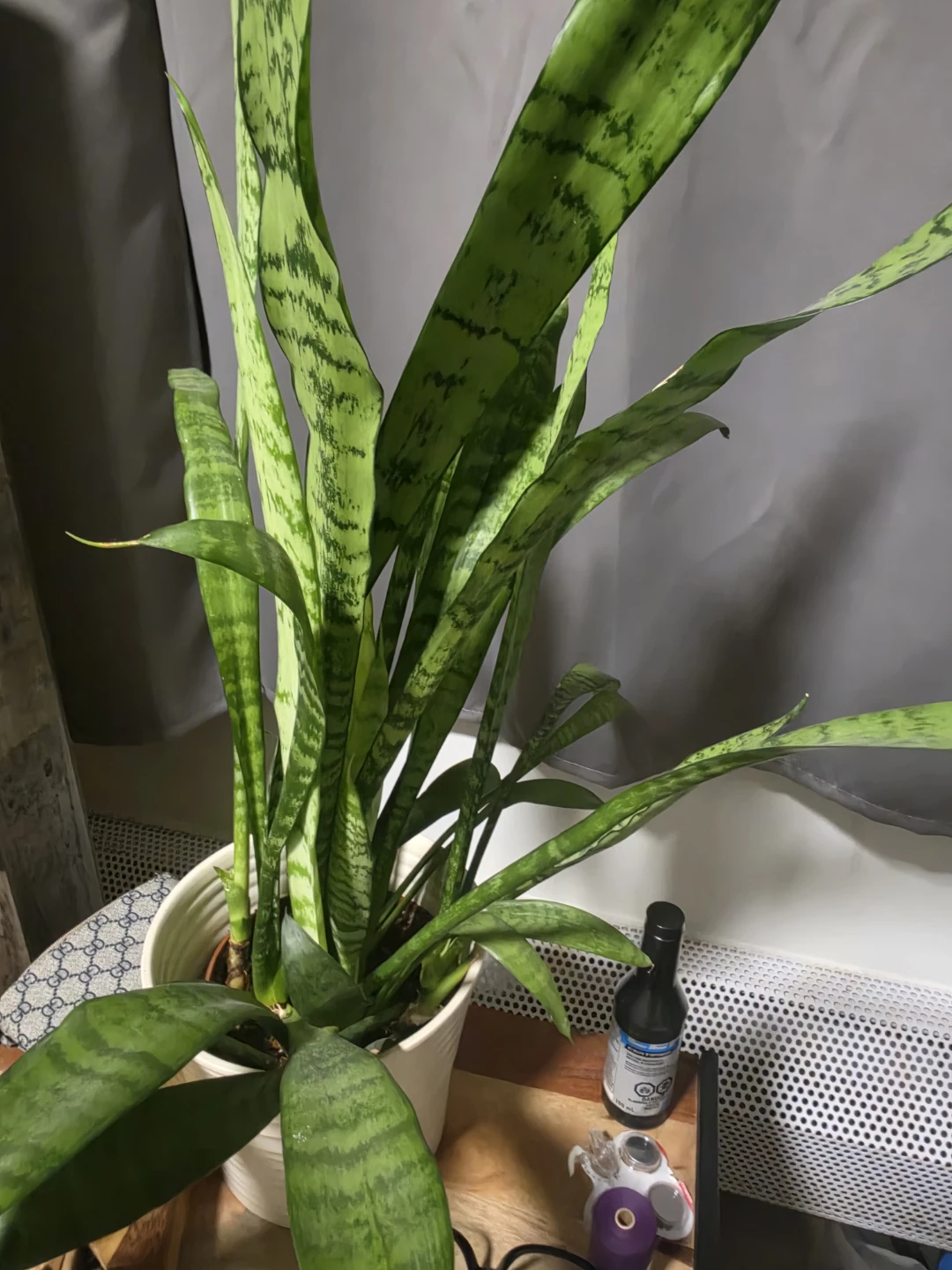 Healthy Snake Plant in White Pot - photo 2