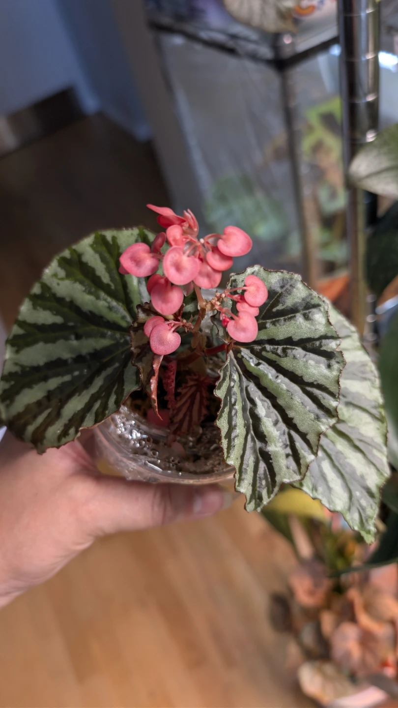Begonia U682 'Irian Jaya'