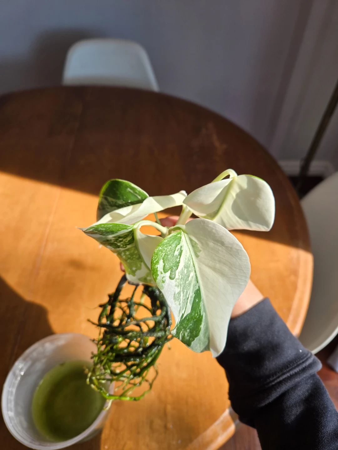 Monstera albo - photo 4