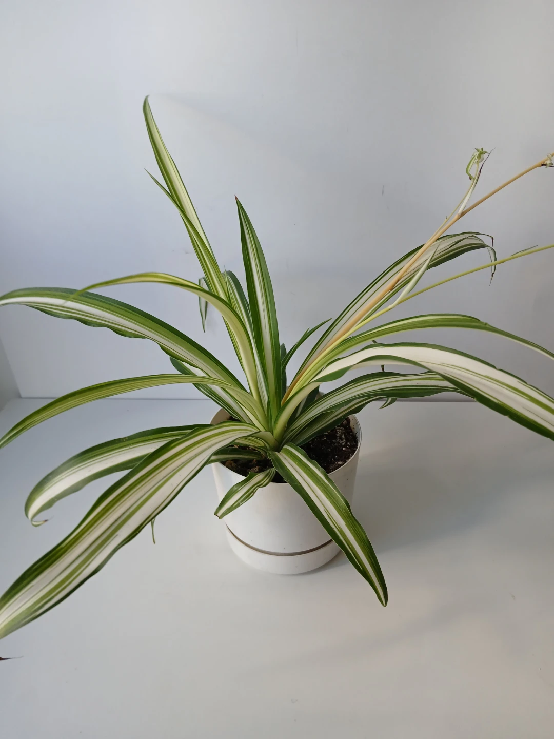 Spider Plant in White Pot. It's available!