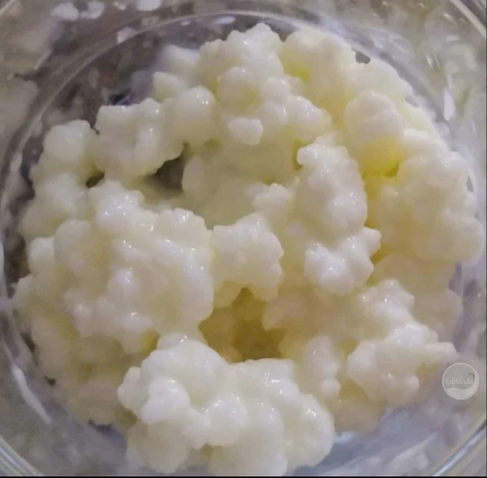 Active Kefir Grains, Milk Kefir Grains