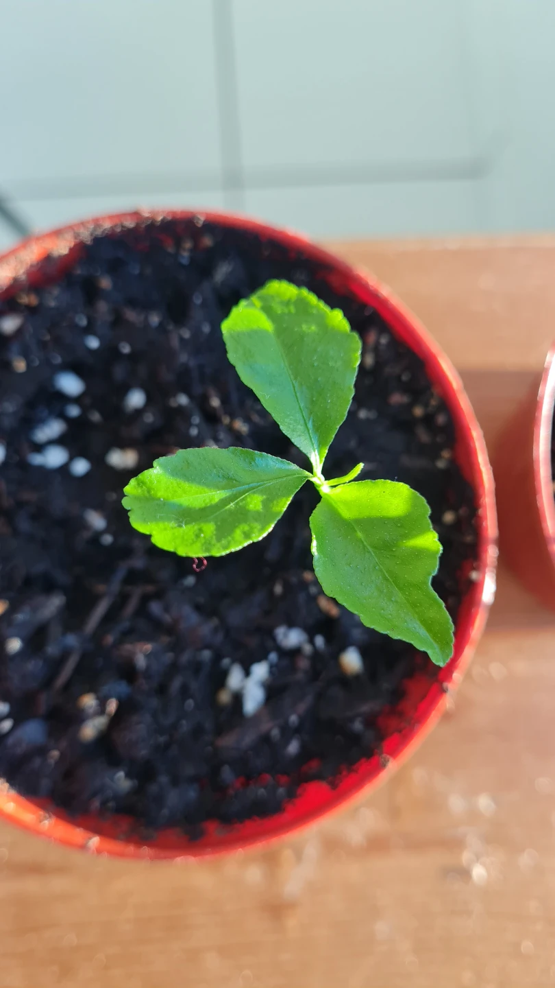 🍋 Young Lemon Tree Sapling! Potted & Ready to Grow! - photo 4
