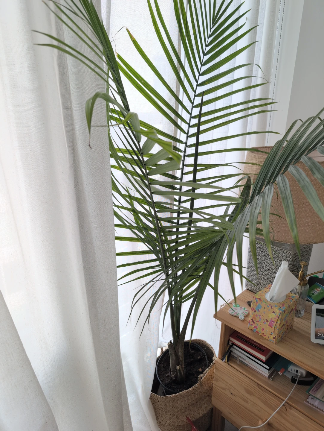 Majesty Palm Plant