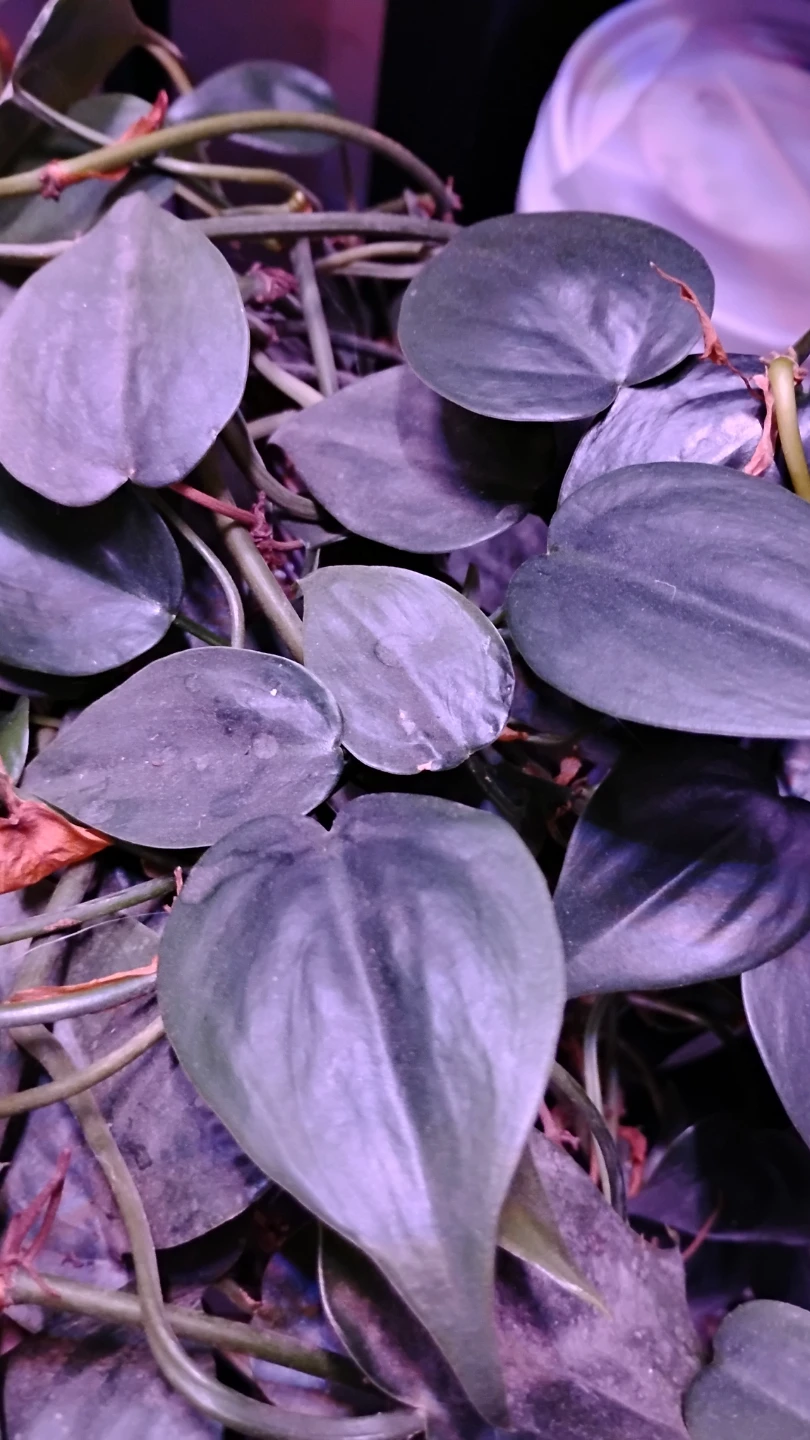 Many house hold baby plants for sale - photo 2