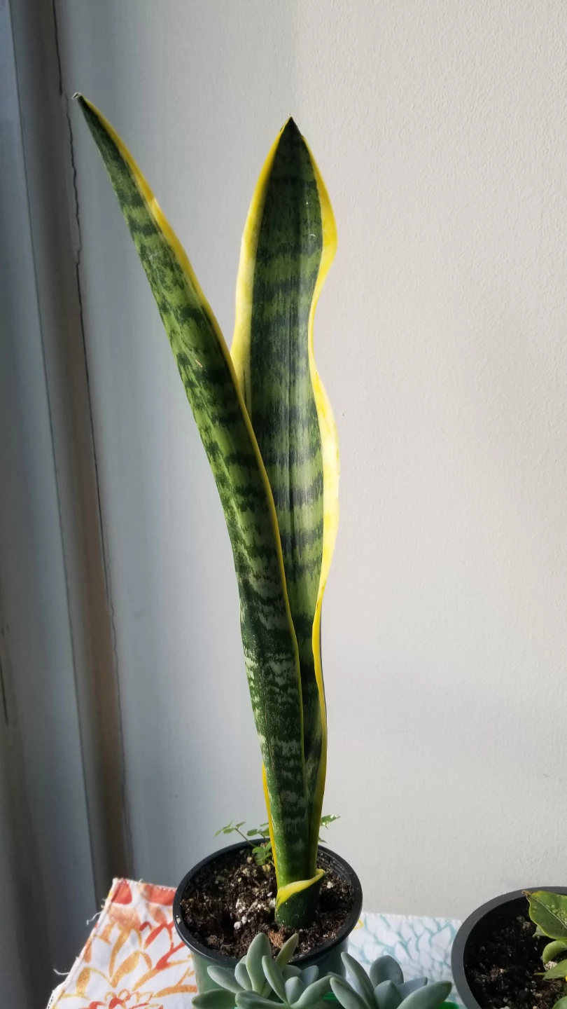 Set of Three Assorted Houseplants - photo 3