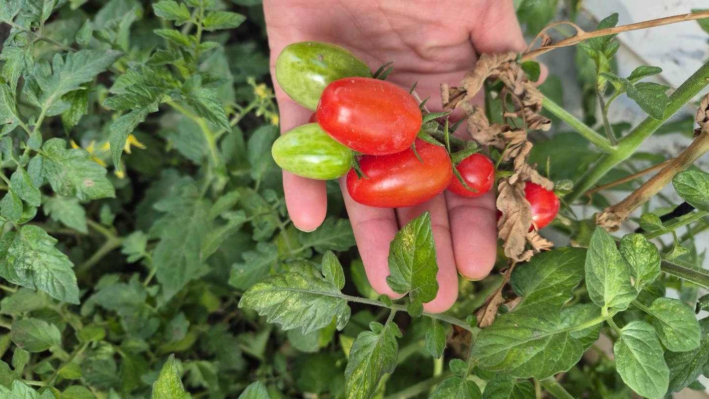 Fresh Homegrown Grape Tomatoes