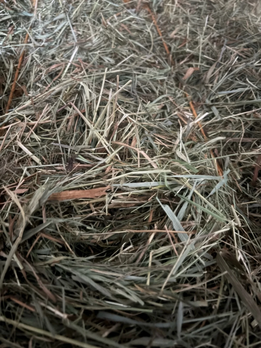 Bale of Dried Hay - photo 3