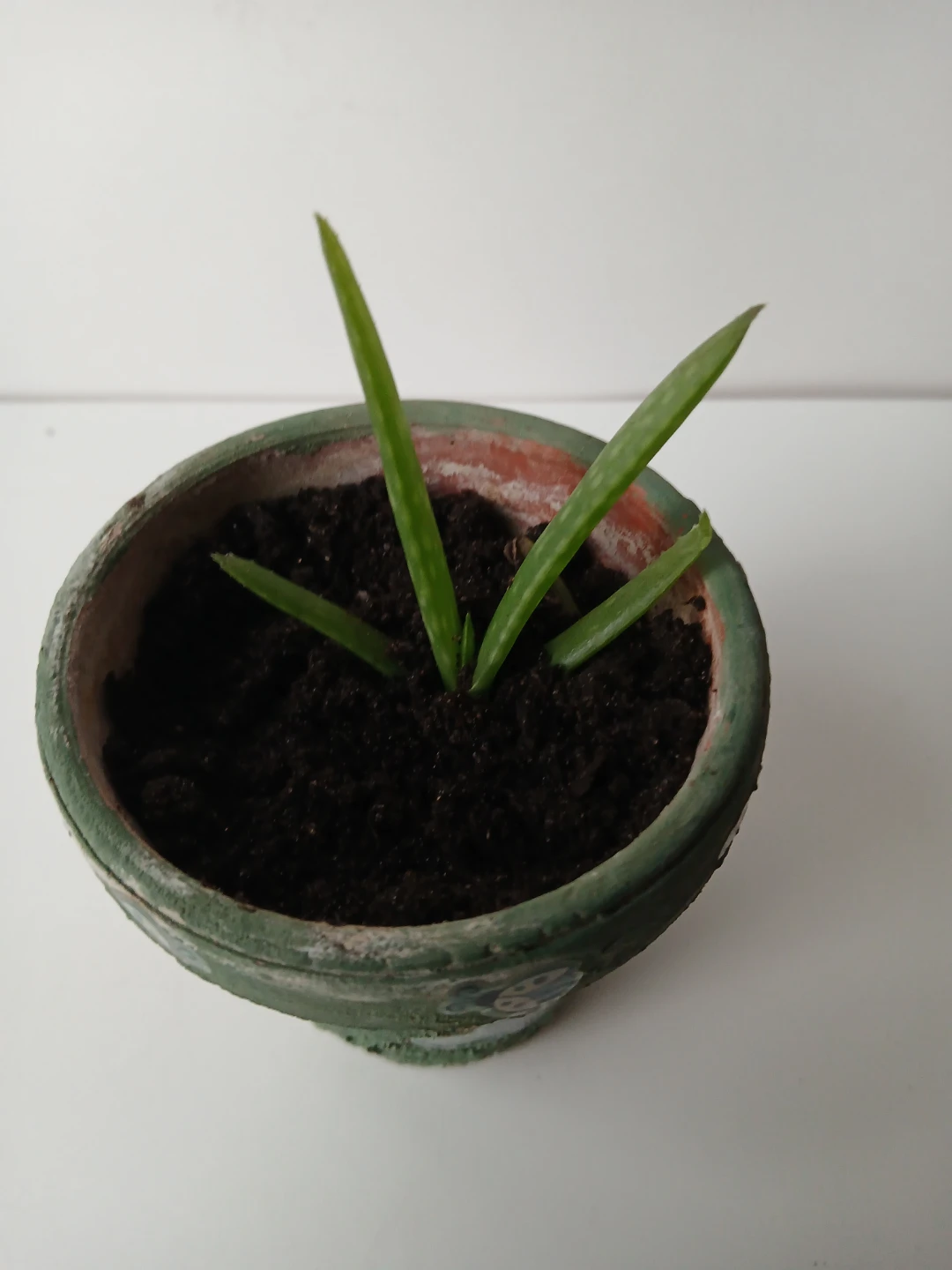 Small Aloe Vera plant in decorative pot. No holds.