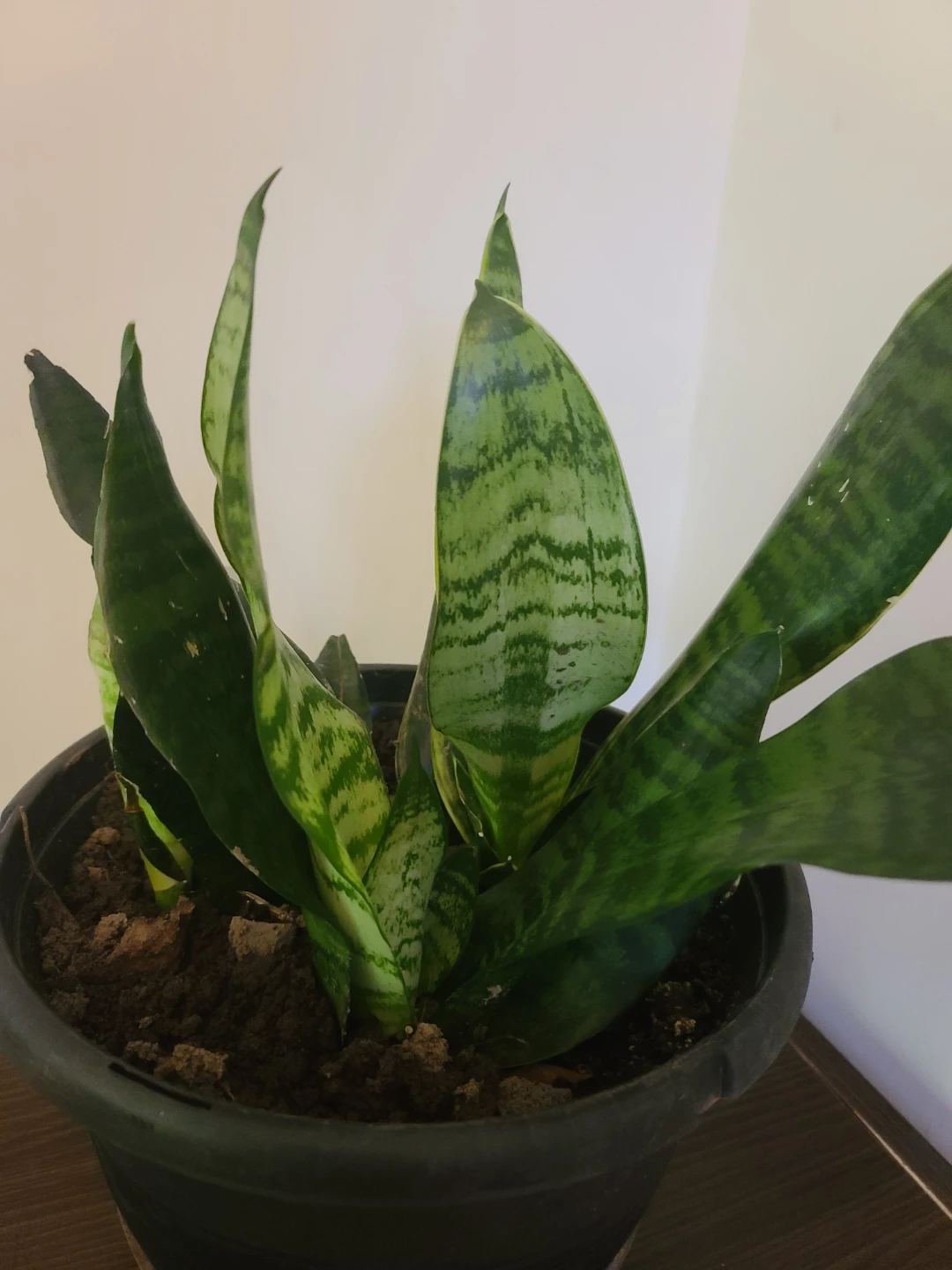 [Moving Sale] Well-Grown 4-in-1 Snake Plant with Pot - photo 5