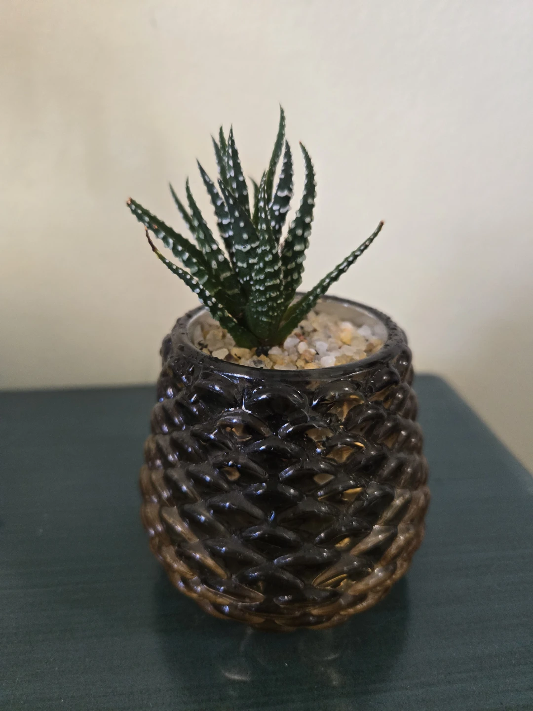 Small Haworthia succulent in glass pot - photo 2