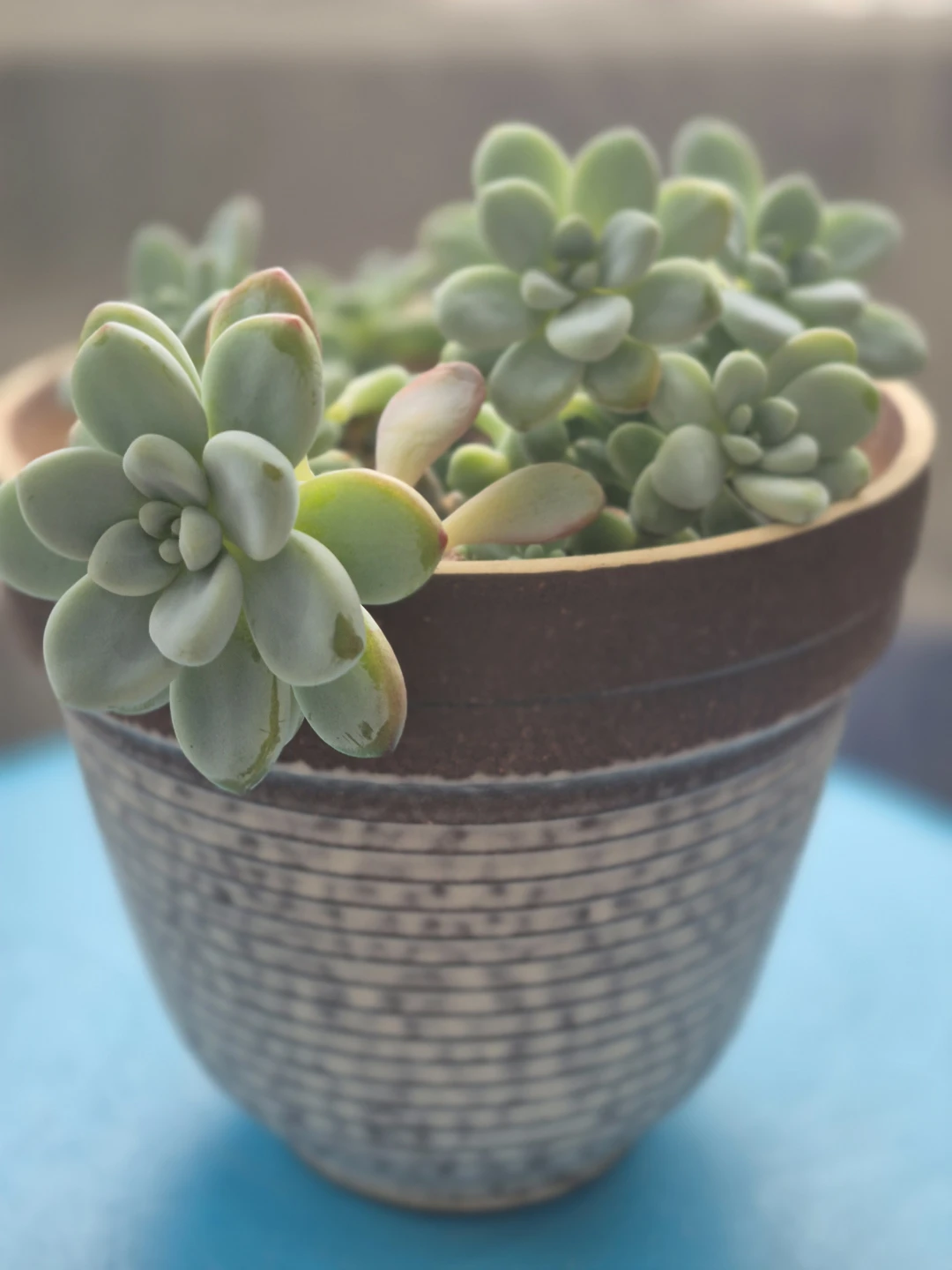 Potted Succulent Plant