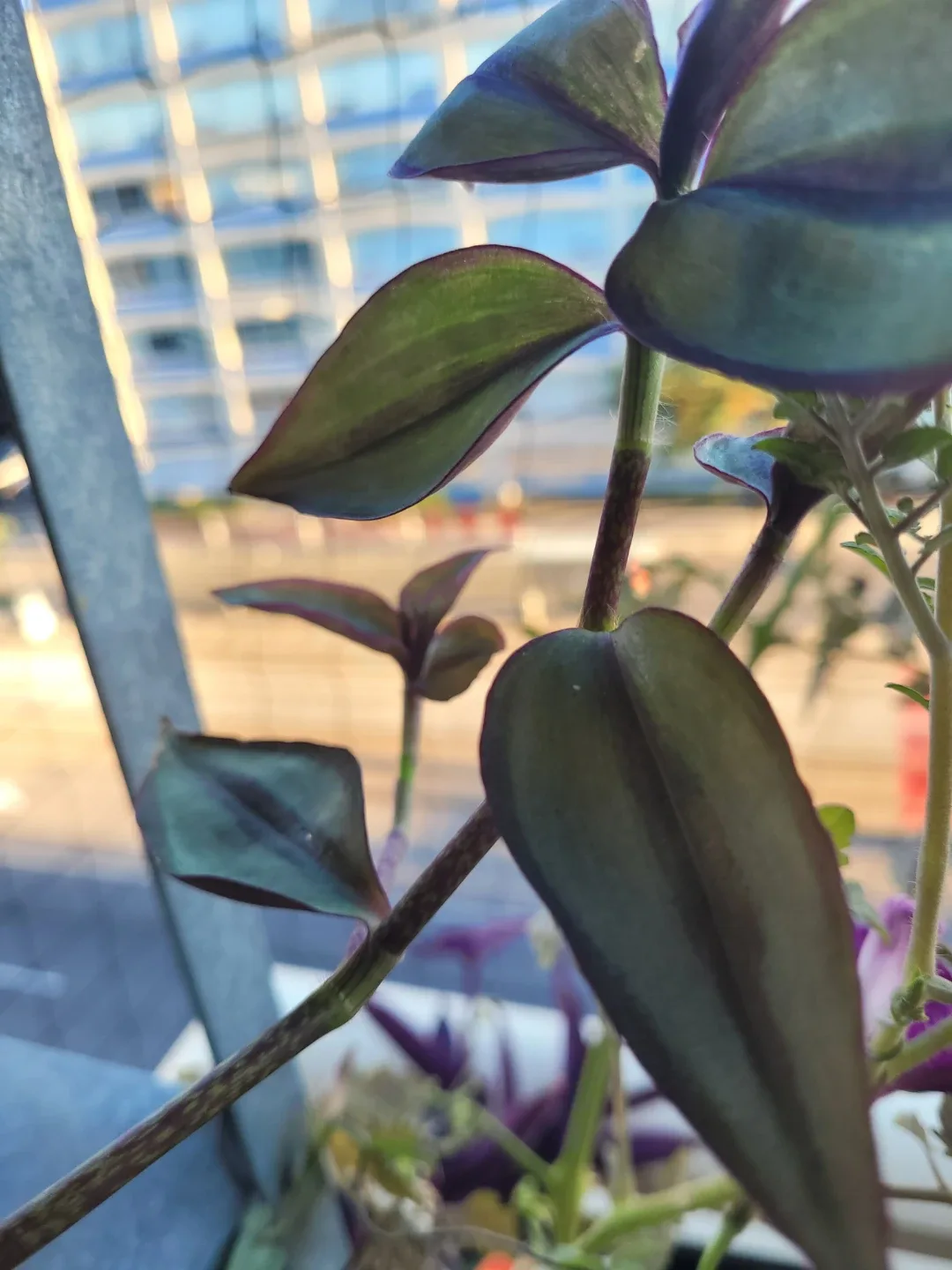 Tradescantia zebrina plant - photo 4