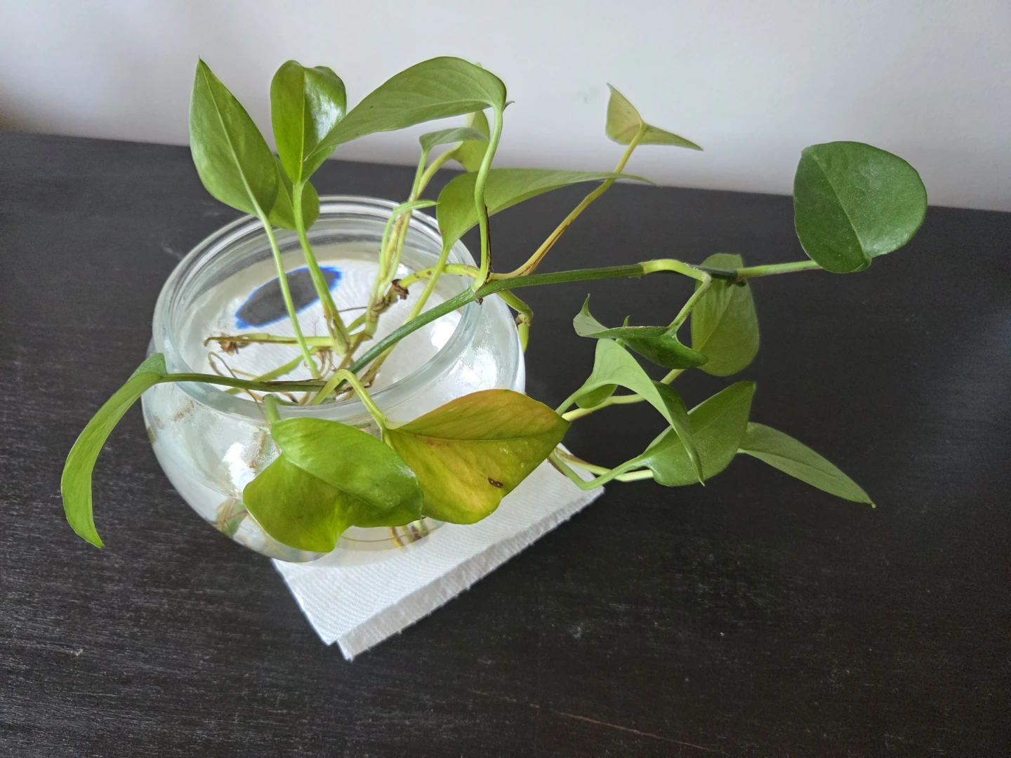 Pothos cutting in glass jar - photo 3