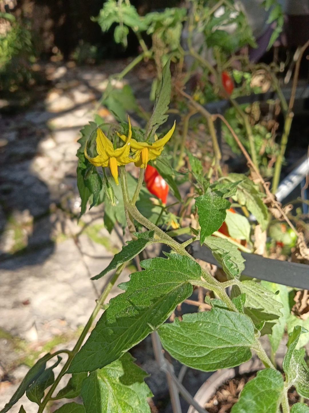 Potted Tomato Plant with Cage - photo 2