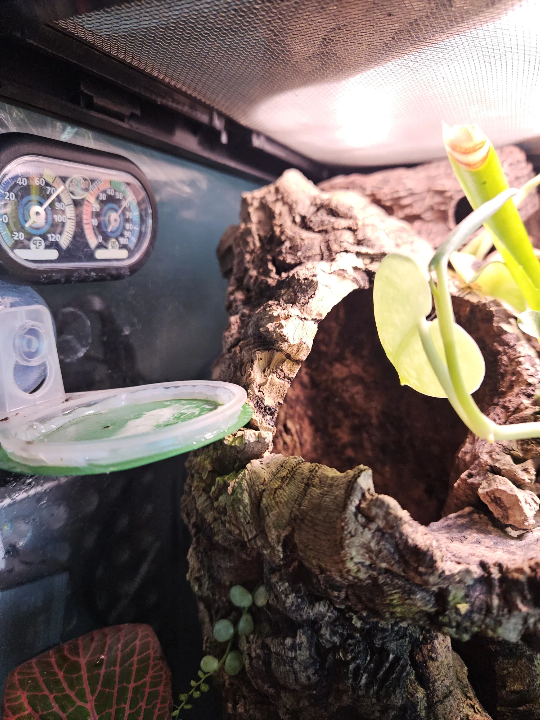 Bioactive Planted Terrarium 12×12×24 - photo 5
