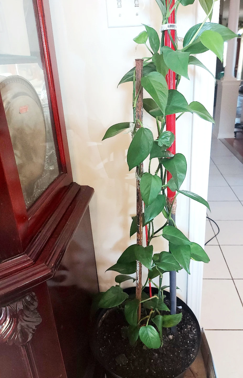 Healthy Pothos Houseplant with Support Poles - photo 3