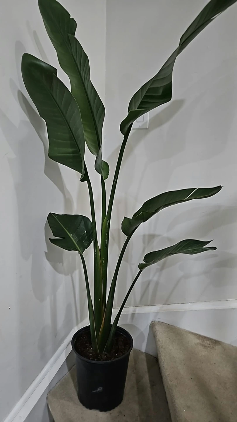 Bird of Paradise Plant