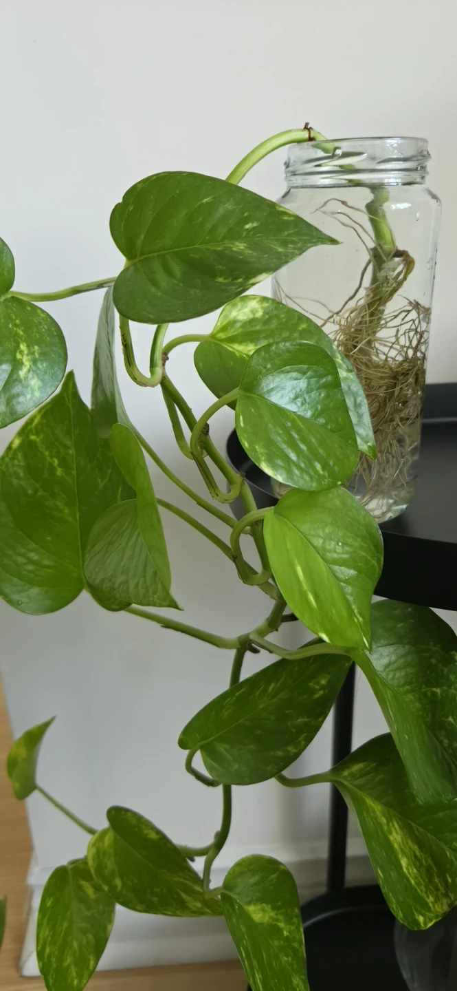 Trailing Pothos in Glass Jar🌿🌿 - photo 5