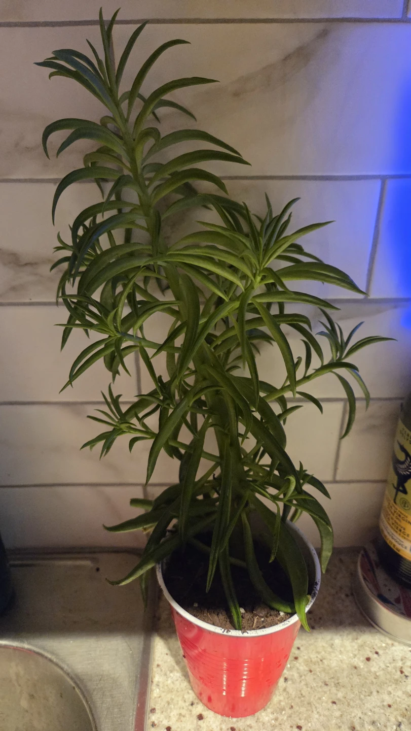 Happy bean succulent plant - photo 2