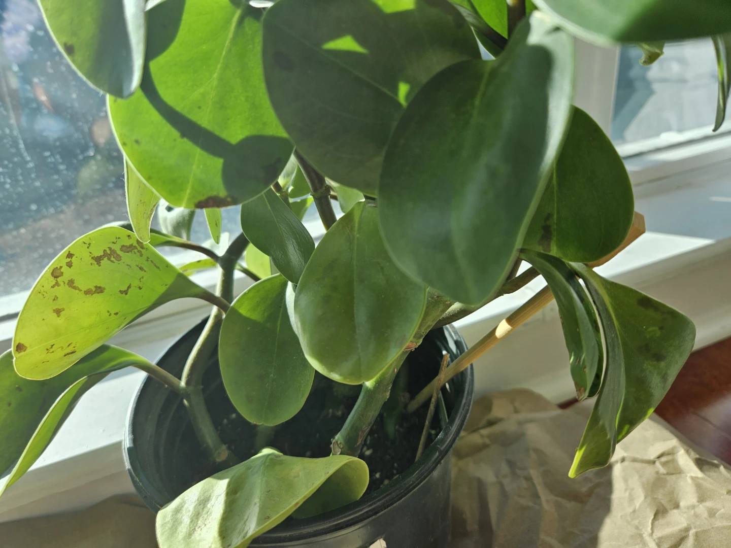 Rubber Plant in Black Pot - photo 3