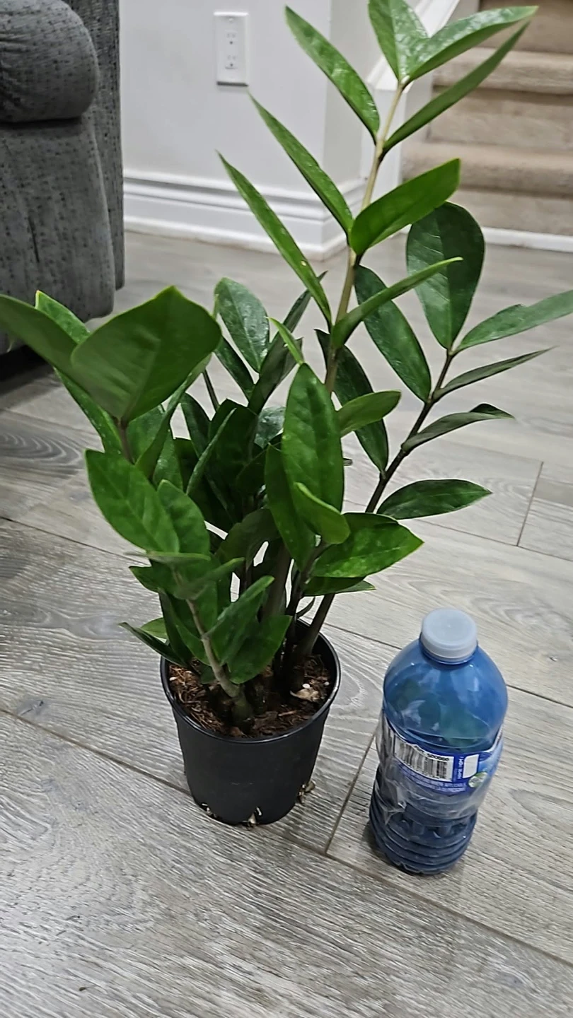 Healthy ZZ Plant in 5"pot - photo 2