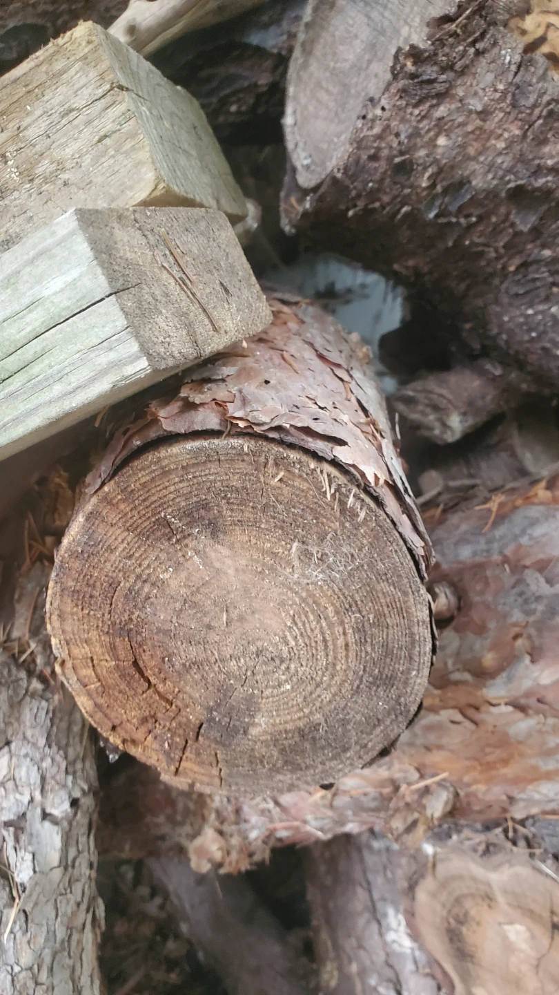 Seasoned Firewood Logs - photo 5