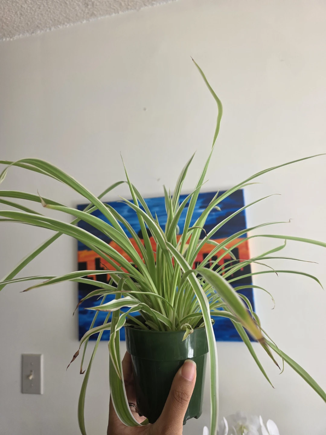 Two Medium Spider Plants in nursery pots - photo 4