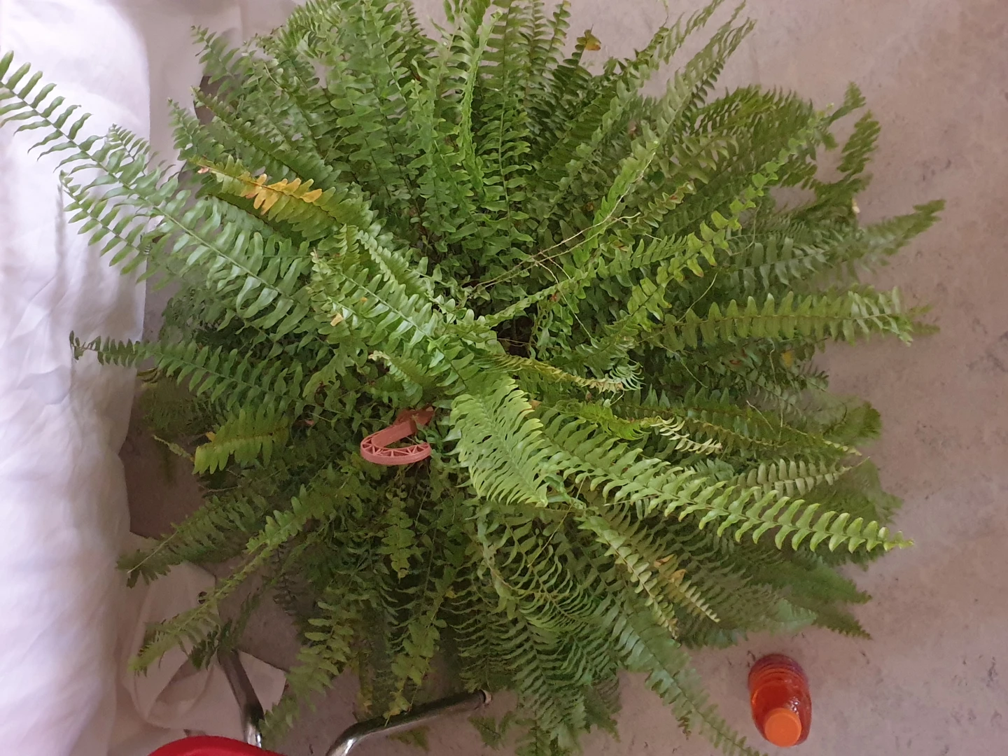 Large hanging Boston fern plant - photo 4