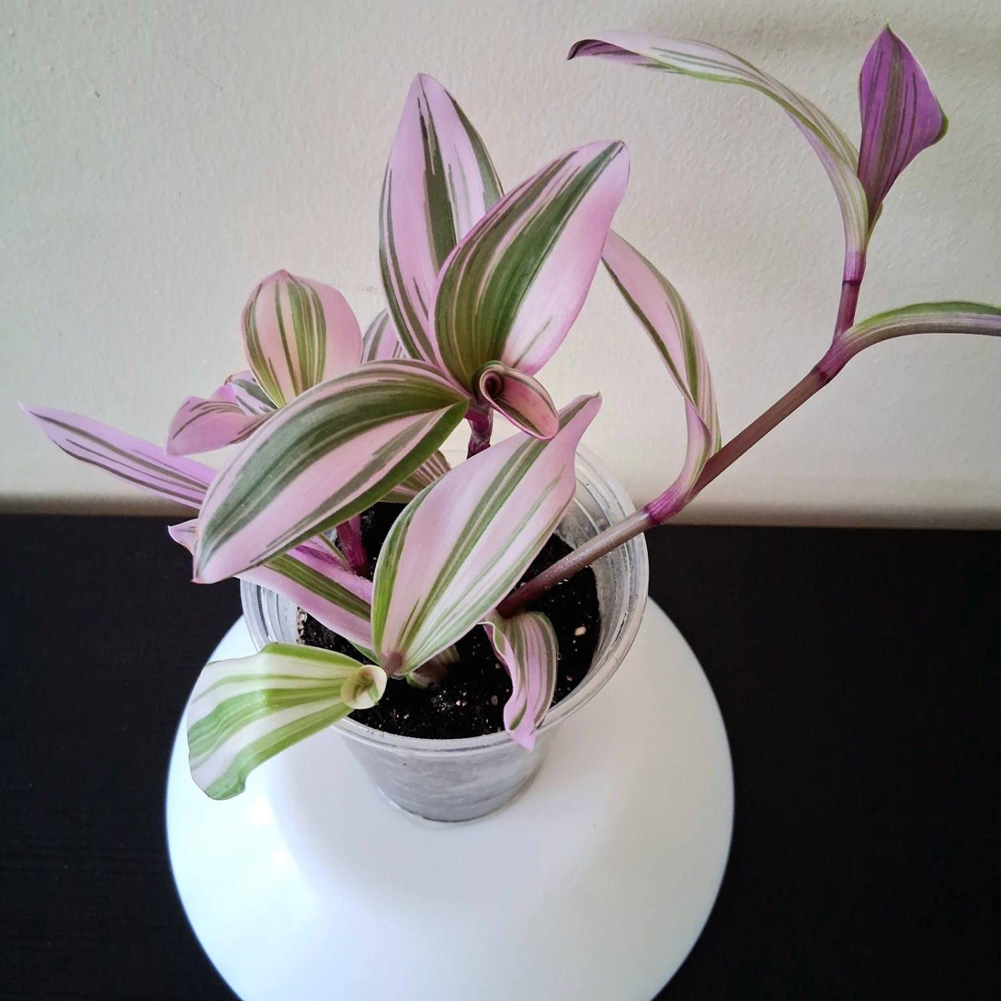 💜 Tradescantia Nanouk 💟 Fantasy Venice - photo 5