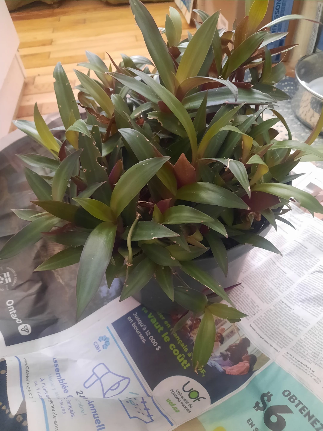 Free plant