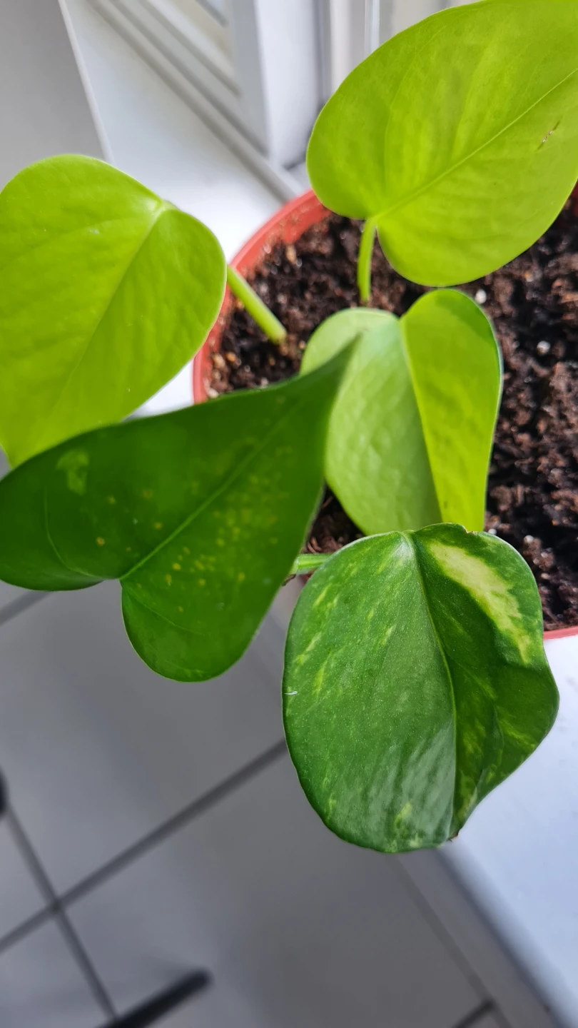 Neon x Golden Pothos Mix 🌿🌿