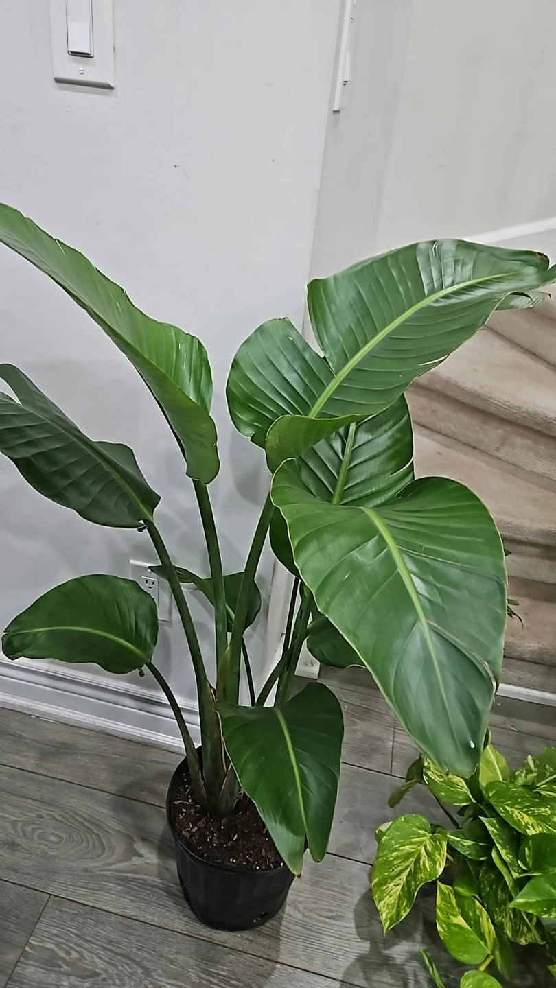 Bird of Paradise Plant