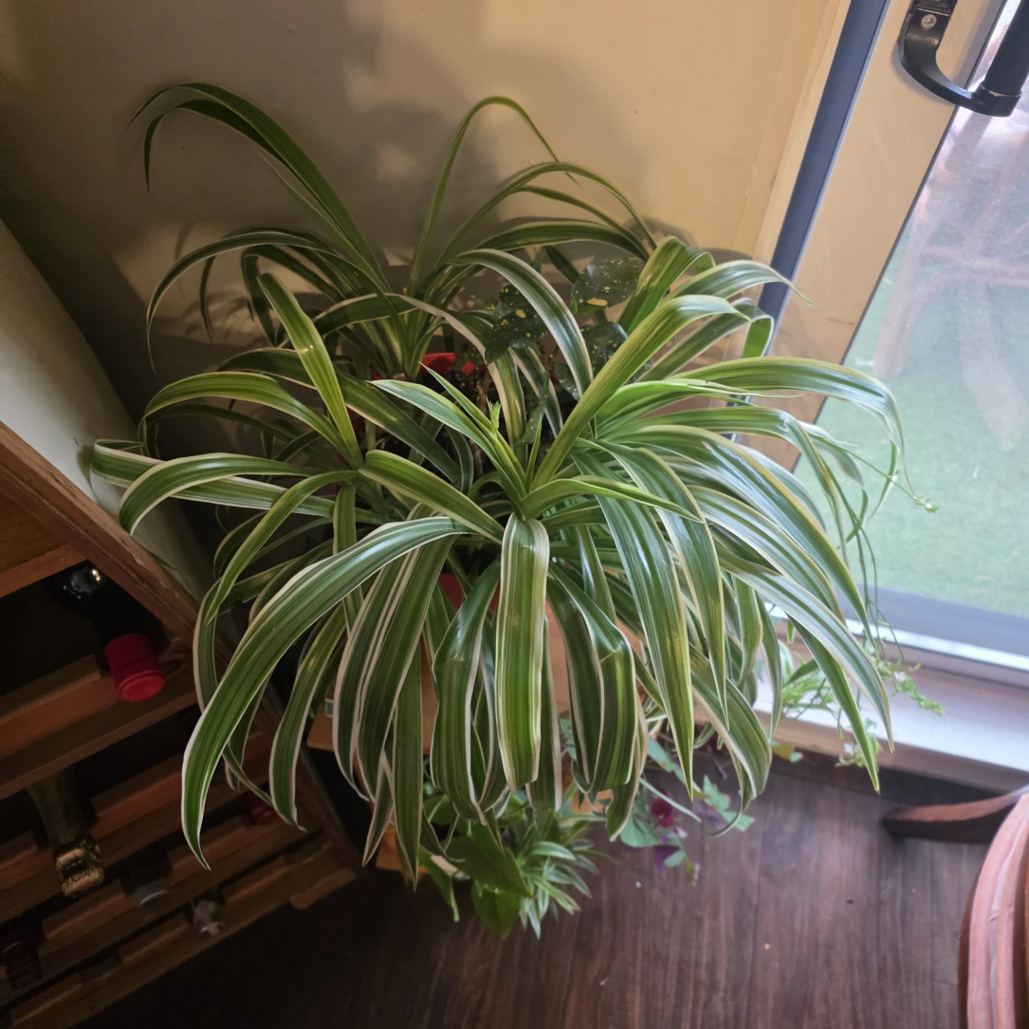 Beautiful Spider Plant with babies