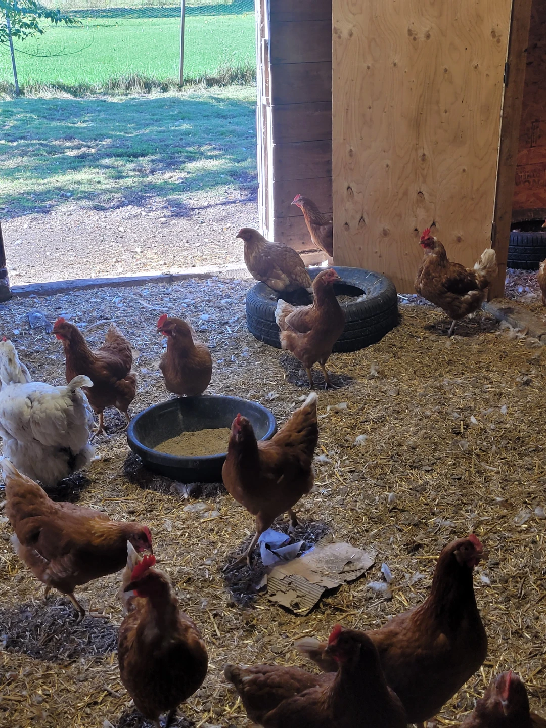 Fresh Brown Eggs from my chickens - photo 3