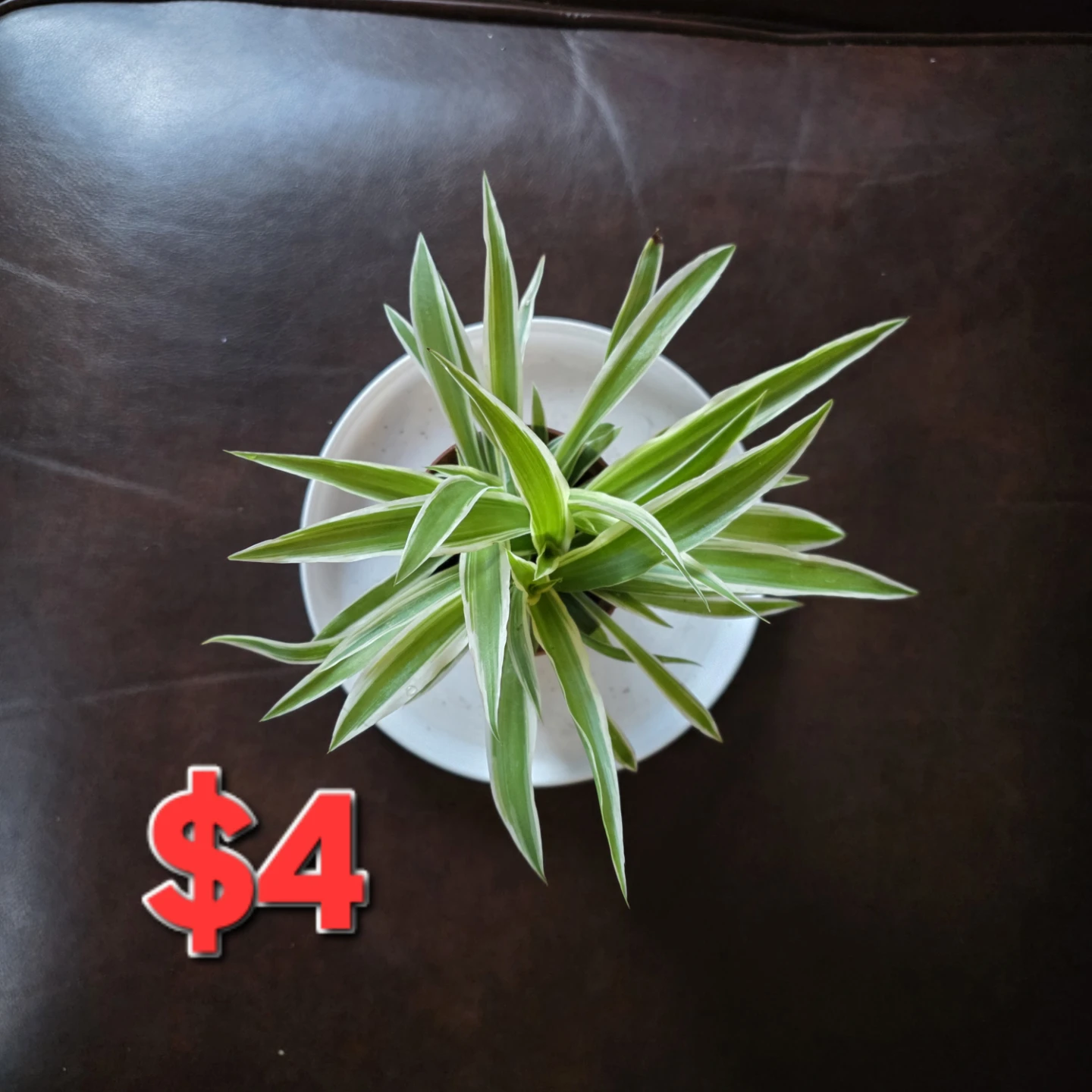 Spider Plant healthy and beautiful for Sale!** 🌿 - photo 3