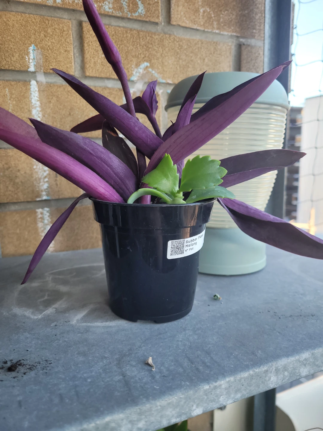 Tradescantia pallida in 4 inch pot - photo 4