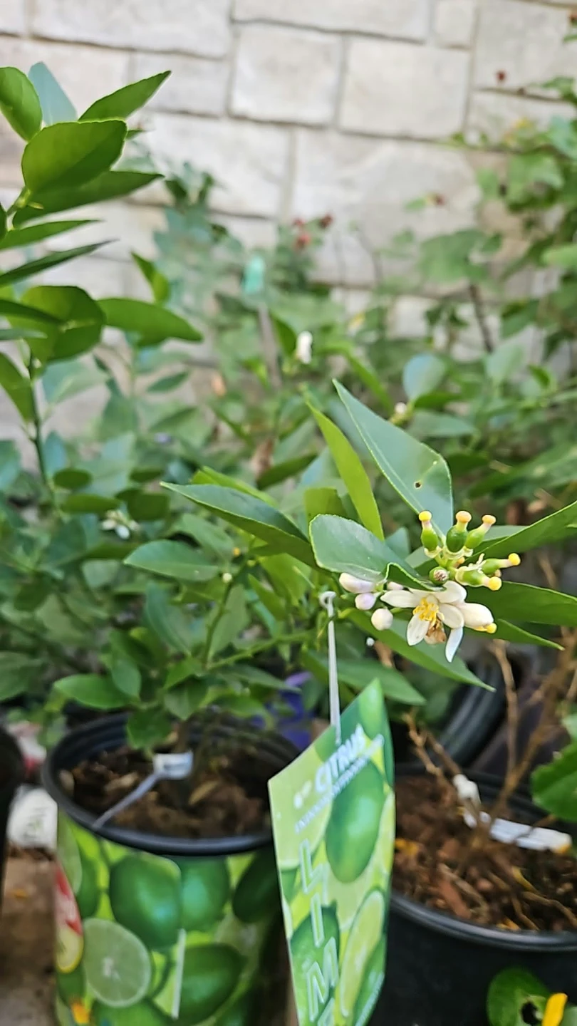 Sunbird Citrus Lime Tree
