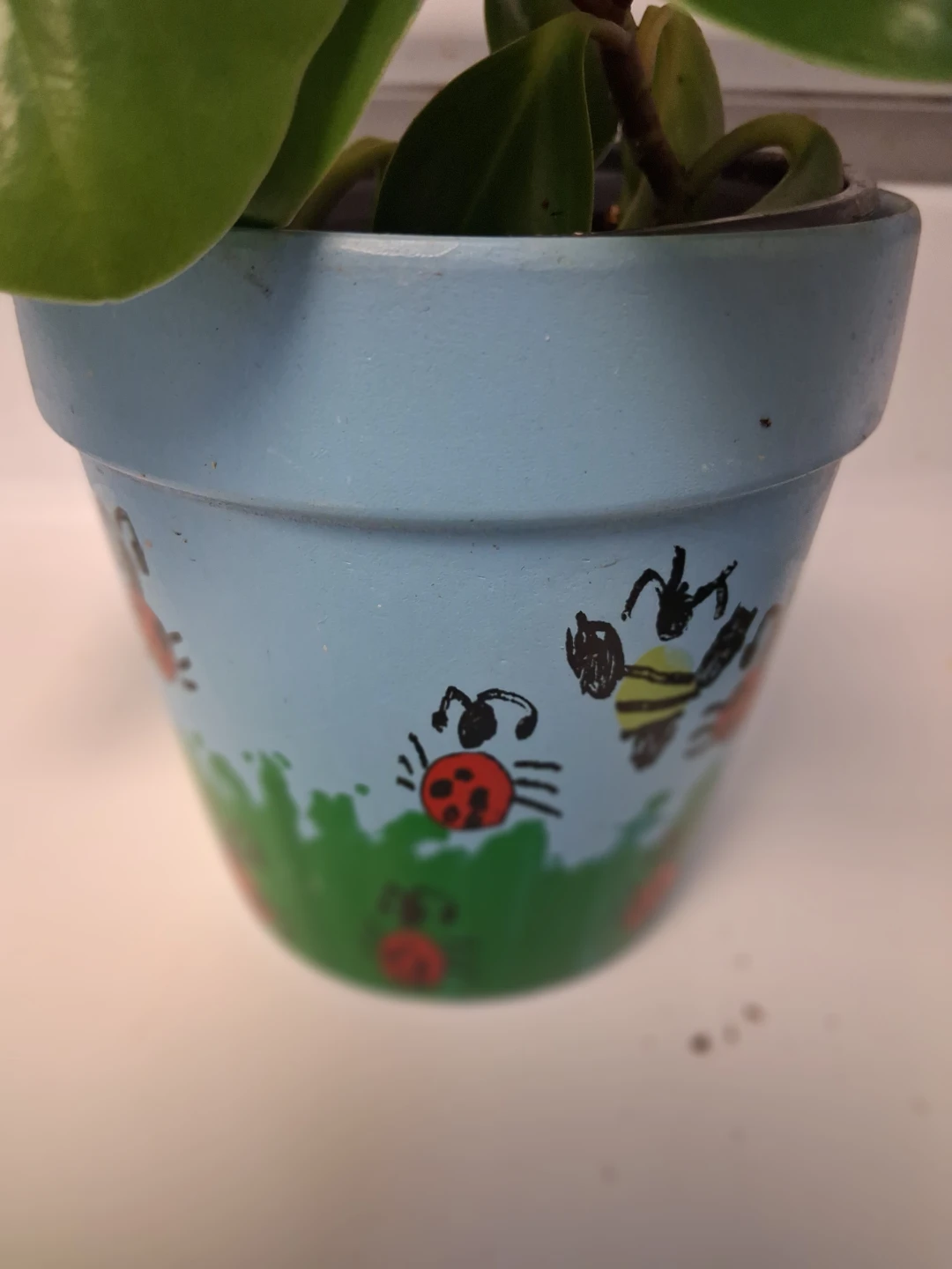 Pepperomia house plant in painted ceramic pot - photo 3