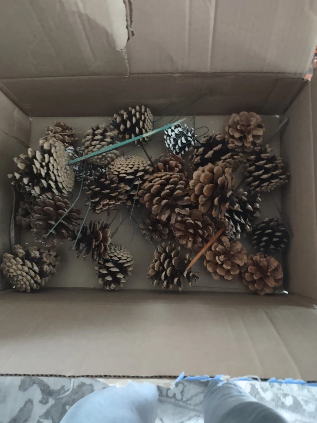 Pine cones