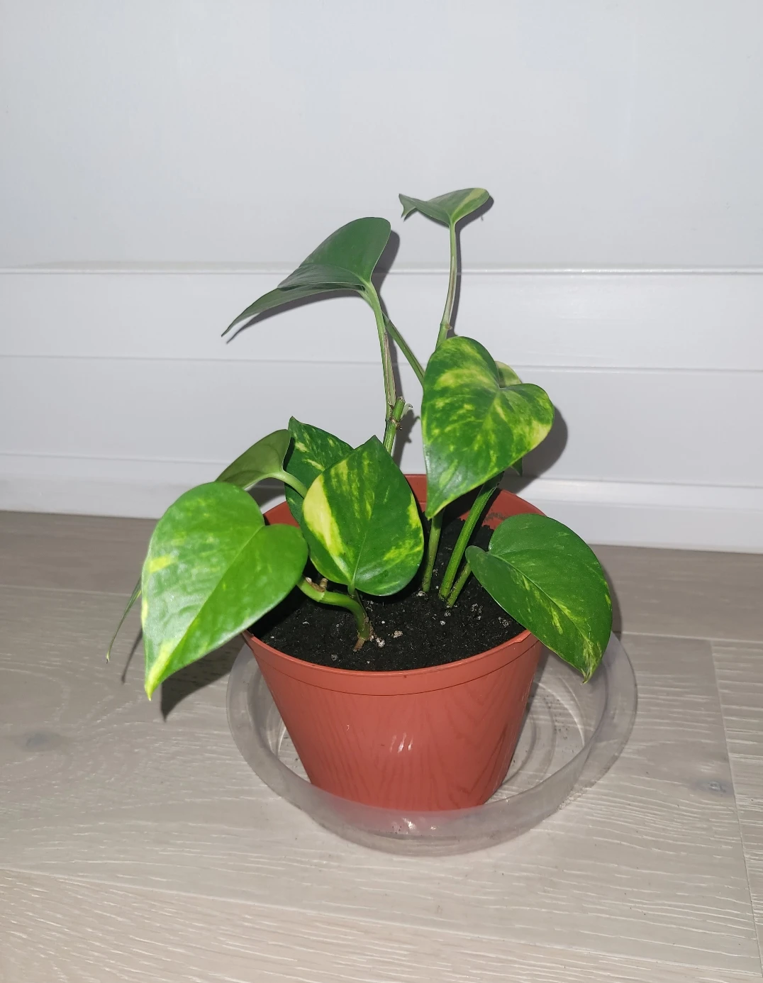 Golden Pothos