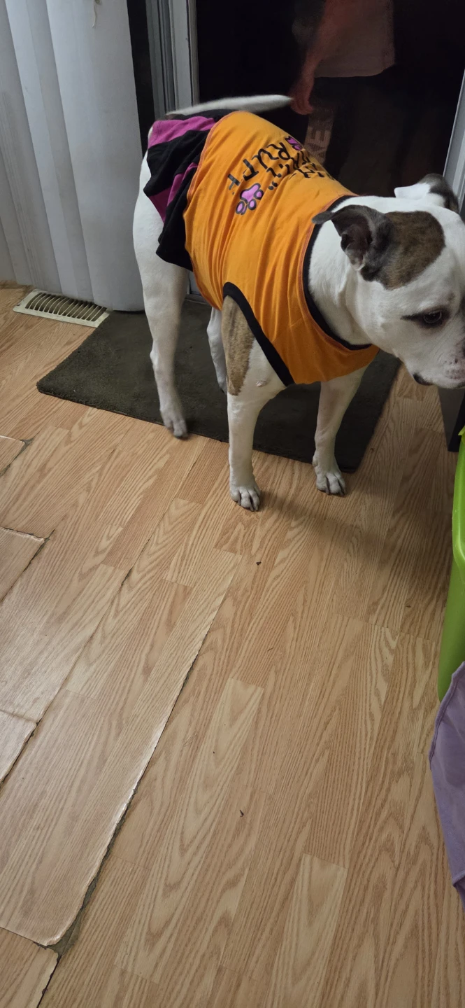 Rah-Rah Ruff Dog Cheerleader Halloween - photo 4