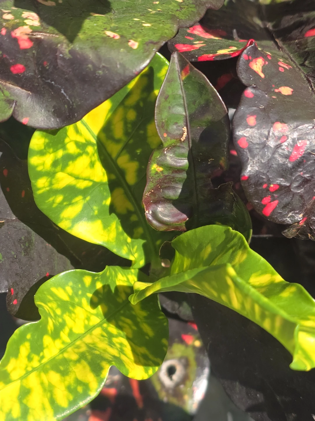 Codiaeum Variegatum Croton . 10"pot.  Large plant - photo 2