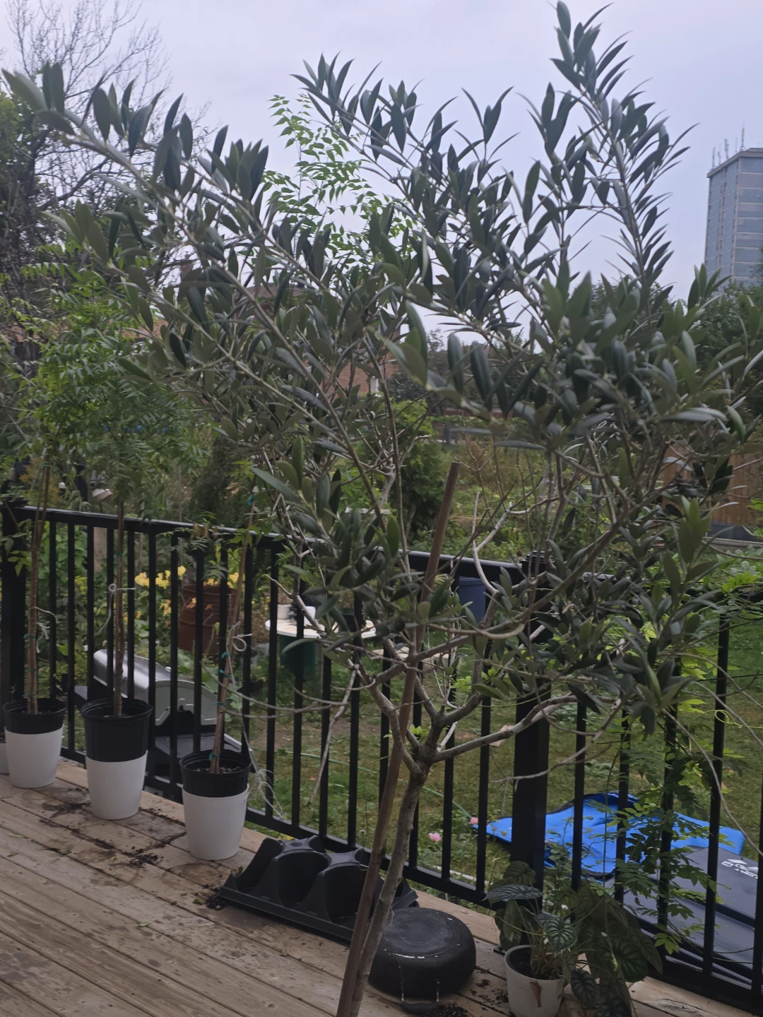 Healthy Potted Olive Tree 14"pot - photo 4