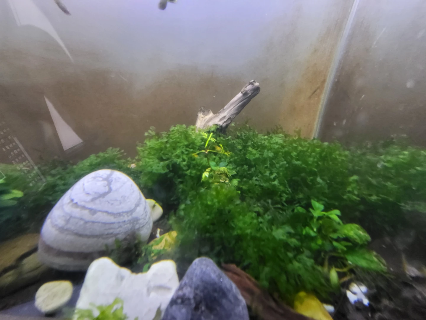 Freshwater Aquarium Subwassertang Plant - photo 4