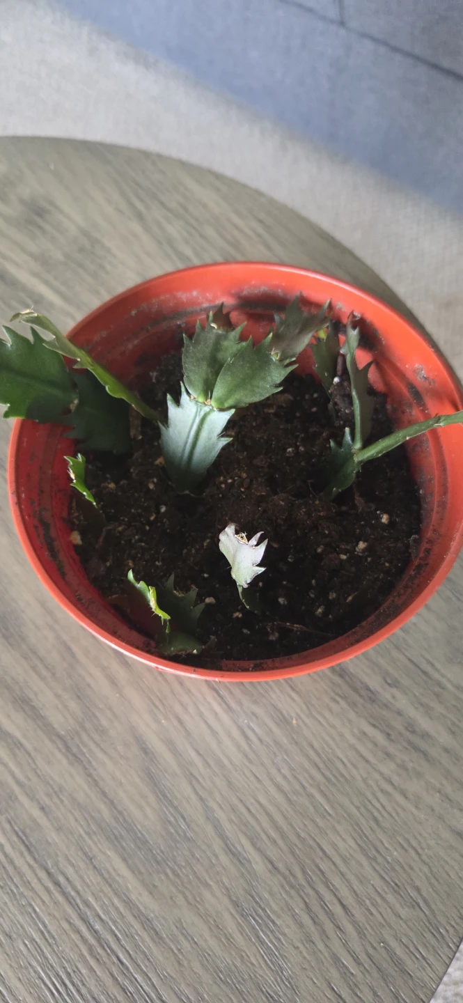 Young Thanksgiving Cactus Plant - photo 2