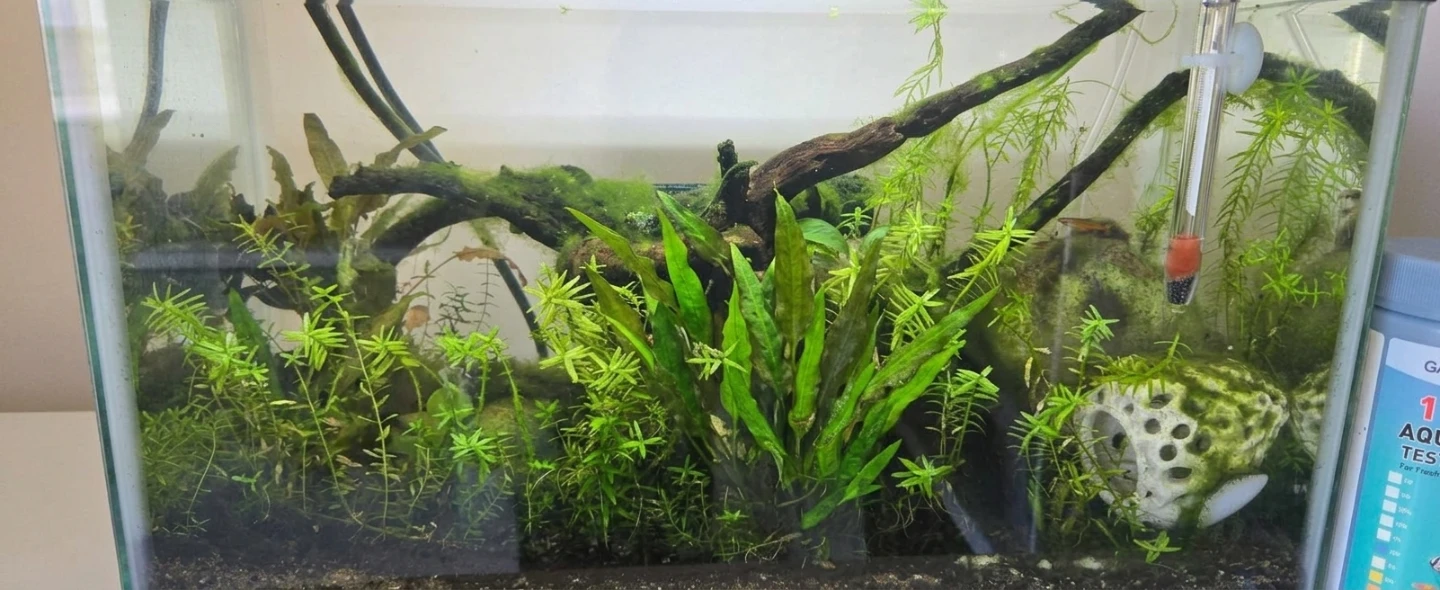Fully cycled 10 gallons aquarium