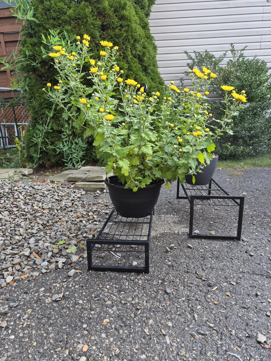 Yellow Chrysanthemum Plant - photo 2