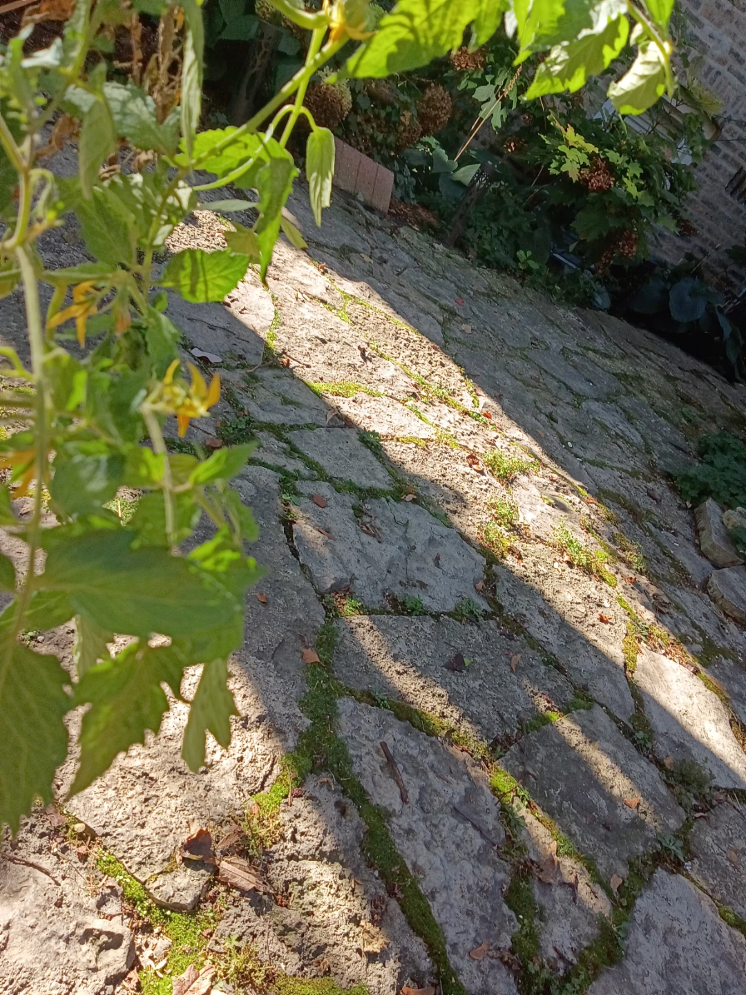 Potted Tomato Plant with Cage - photo 4