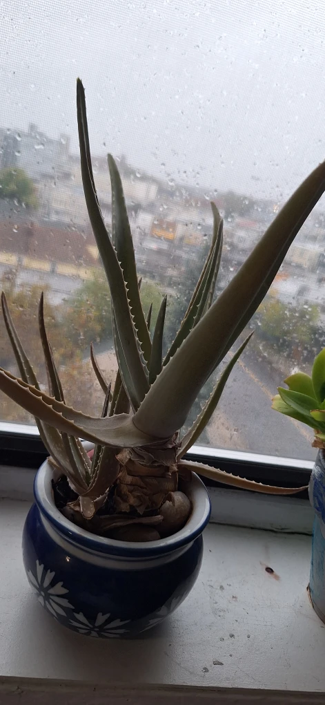 Aloe Vera Plant in Decorative Ceramic Pot - photo 2
