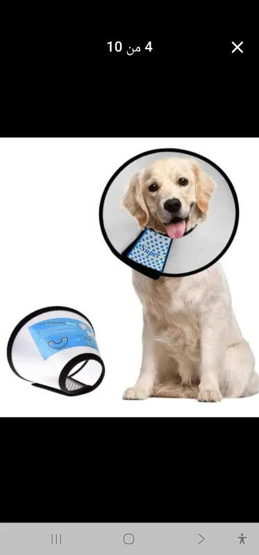 Animal Collar thumbnail
